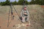 Early season Oklahoma male.