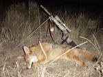 Howled up Idaho male.