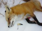 Beautiful Iowa red fox