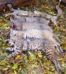 West Texas bobcats and fox.