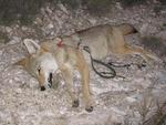 Another Cyanide Extreme victim