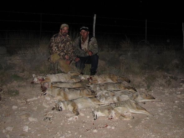 Tony Tebbe, James Murk and New Mexico coyotes