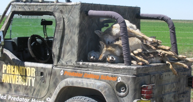 coyotedump1